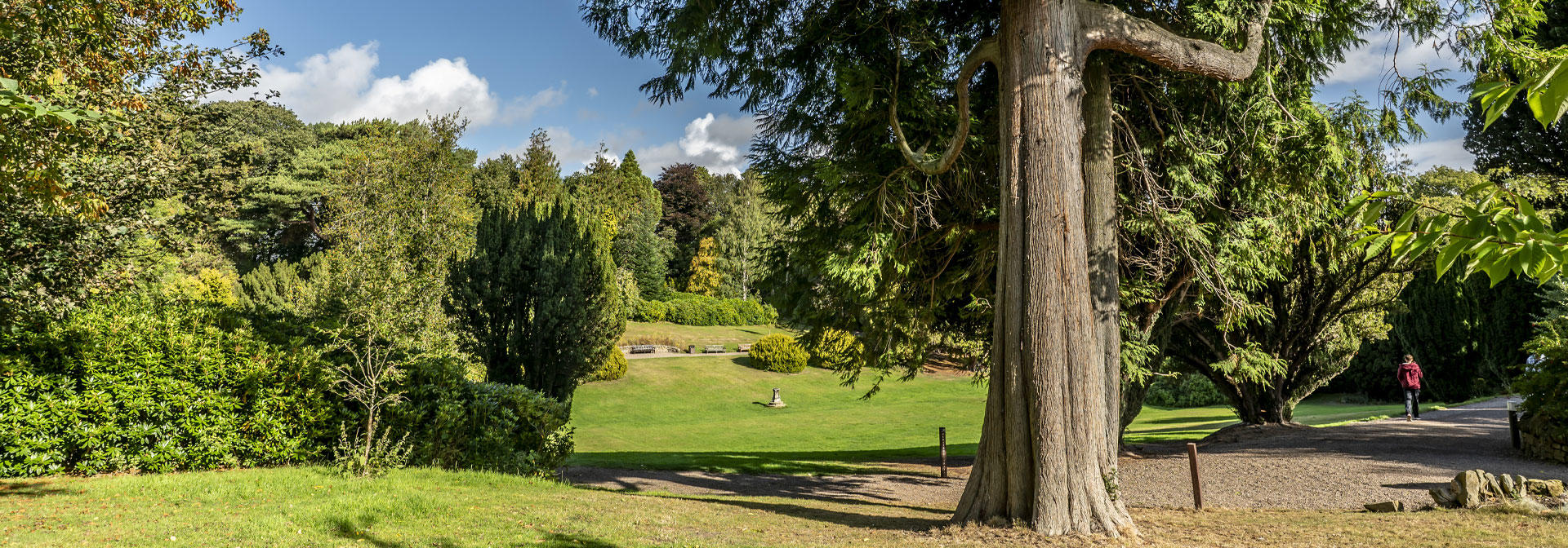 A student walking along the path overlooking the lawn under towering trees and a clear blue sky.