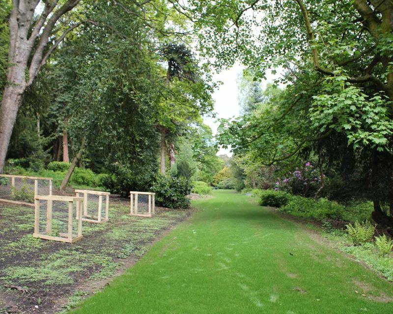 The Velvet Walk Grass path under tall trees