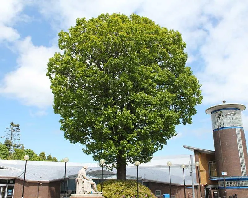Quercus frainetto