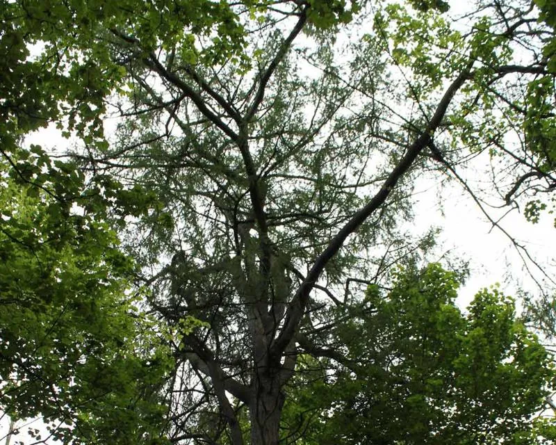 This conifer is around 24 metres tall Larix decidua