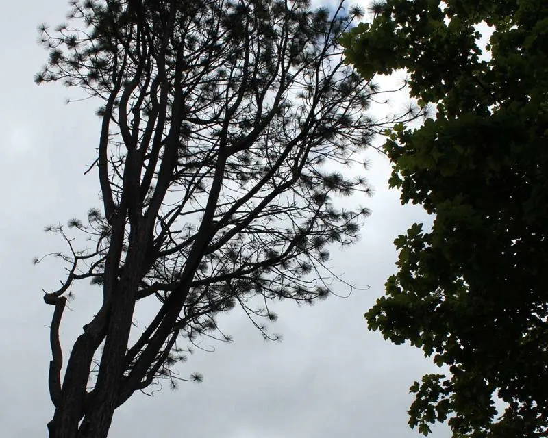 This pine is about 14 metres tall Pinus ponderosa