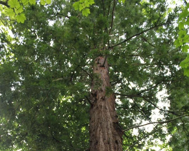 This redwood is around 20 metres tall Sequoia sempervirens