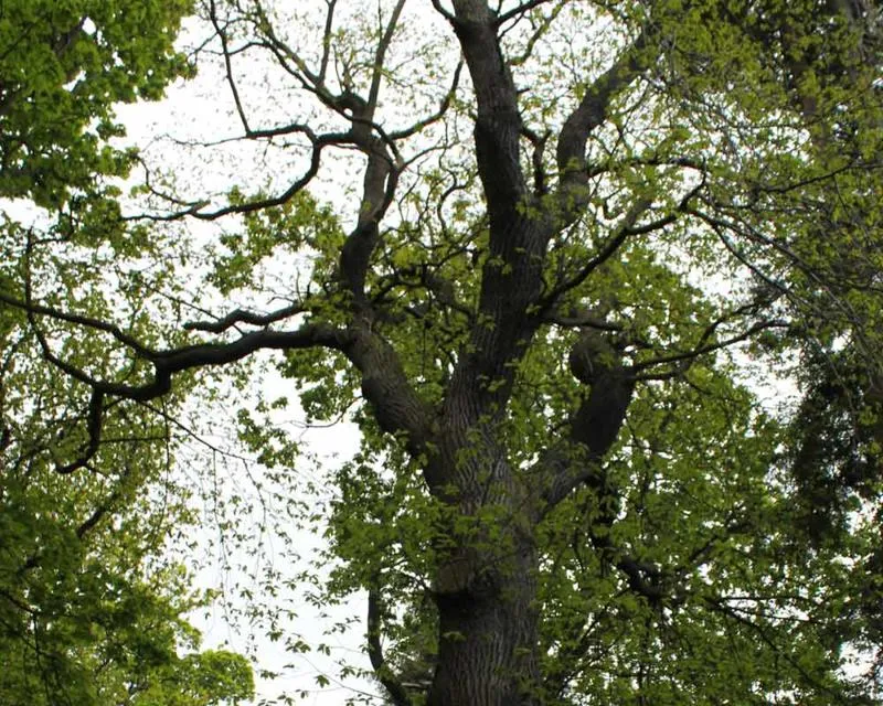 Castanea sativa