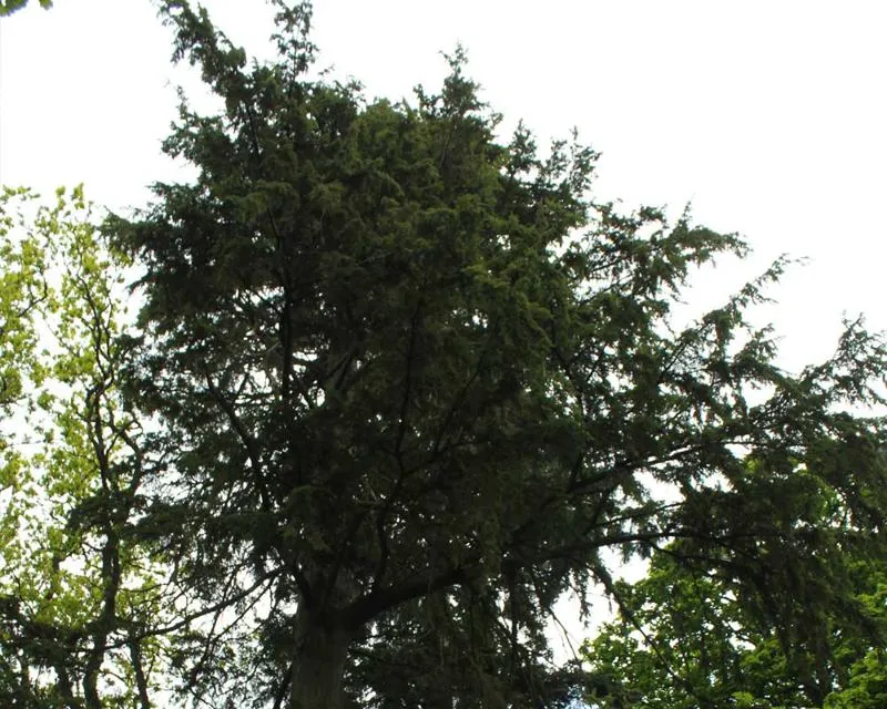 Tsuga heterophylla