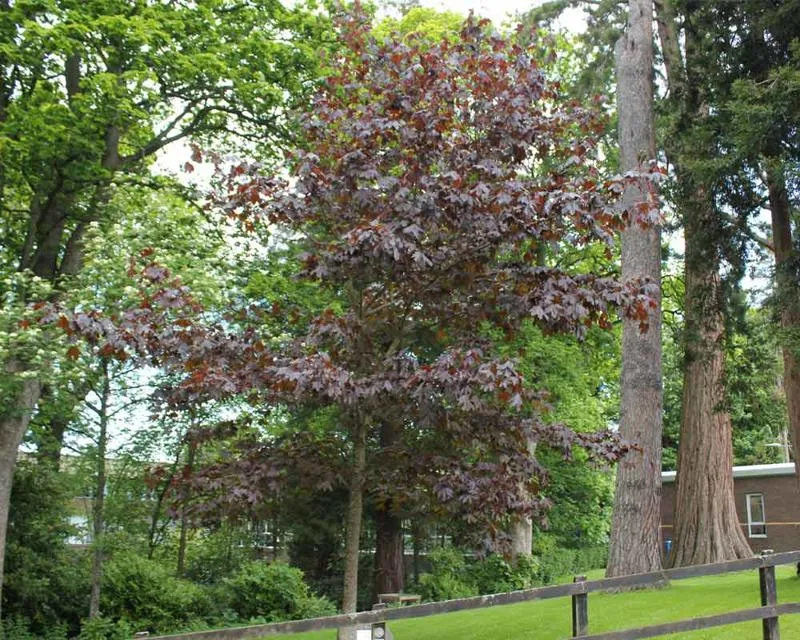 Acer platanoides