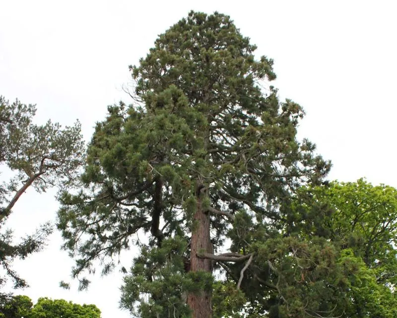This redwood is around 20 metres tall Sequoia sempervirens