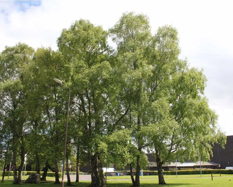 Commonly known as Silver Birch, these trees sit across from main reception Betula pendula