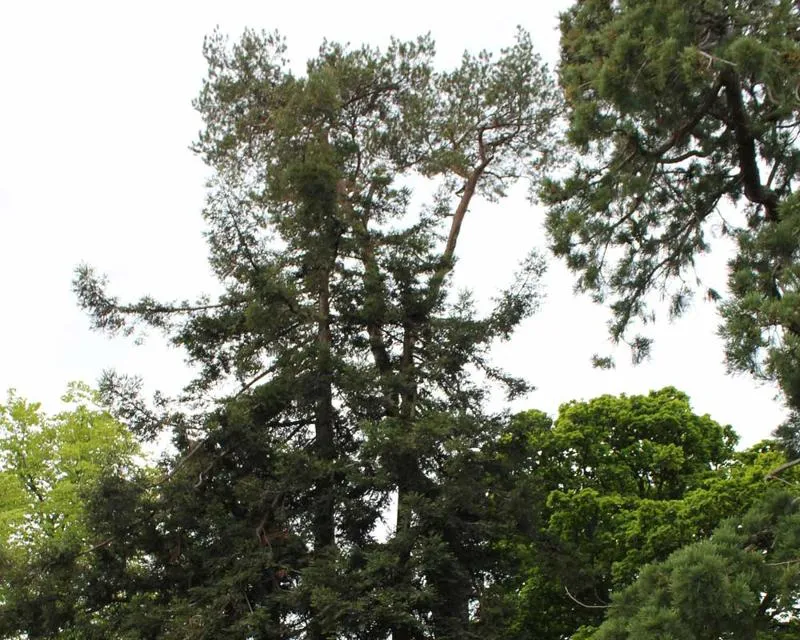 This redwood is around 23 metres tall Sequoiadendron giganteum