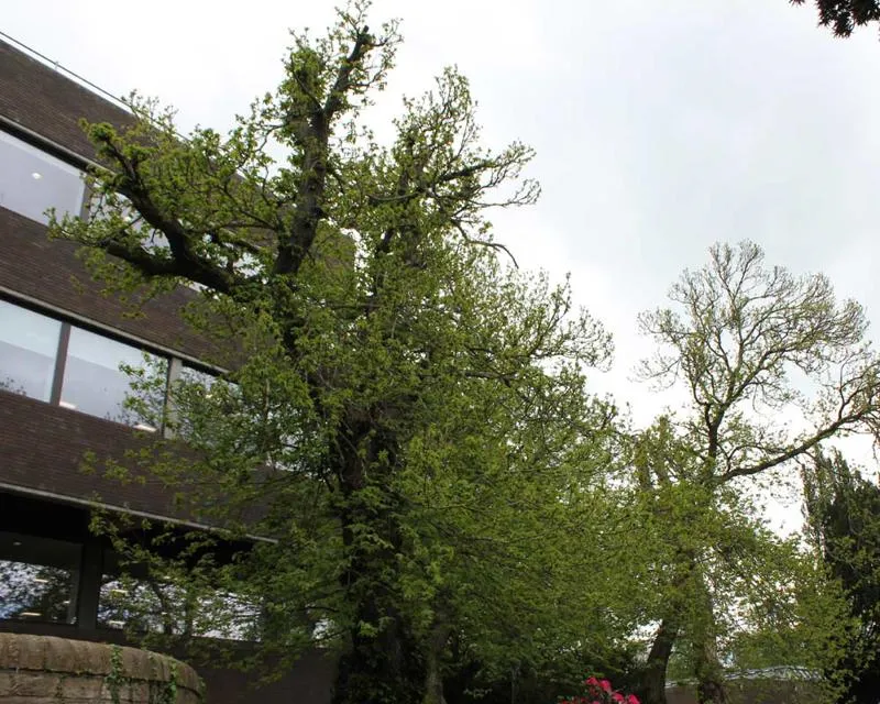 Castanea sativa