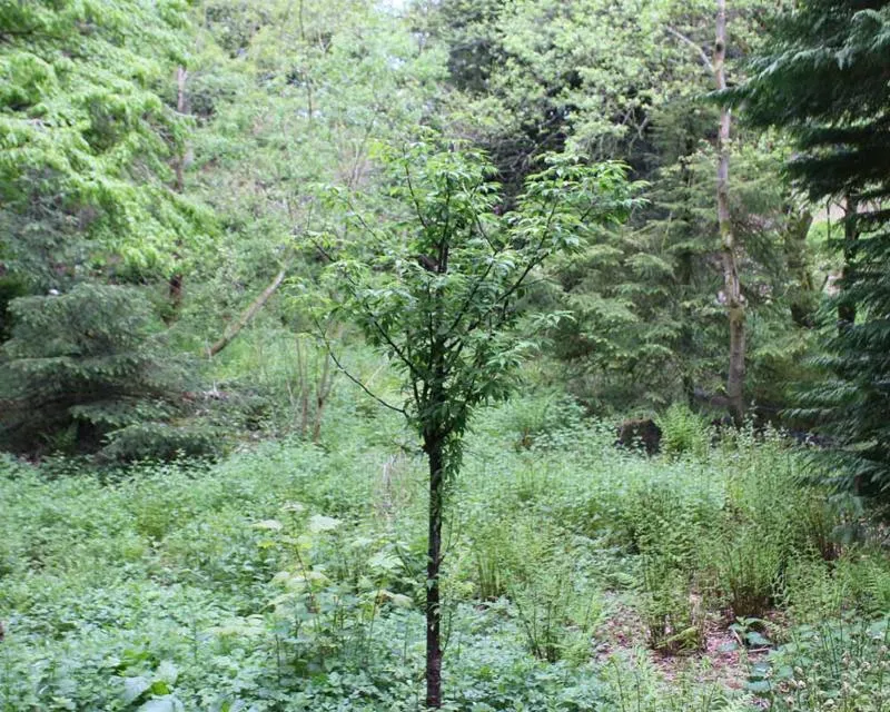 Prunus serrula 'Tibetica'
