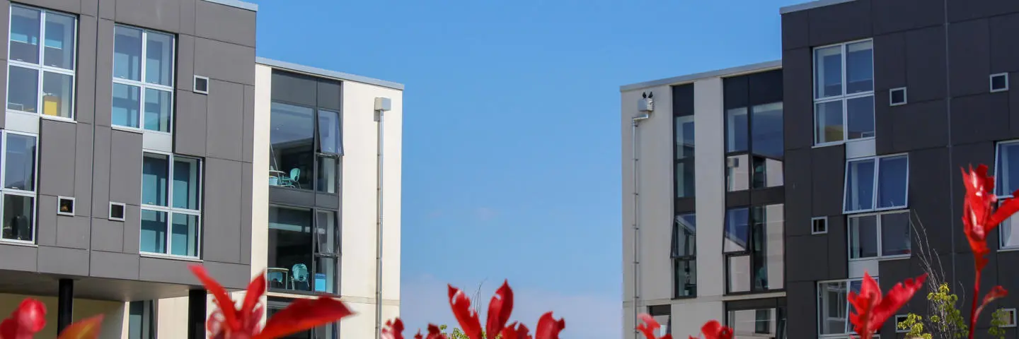 Red flowers with a background of modern buildings