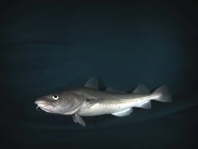 Image of a Cod fish captured inside AI fishing net 1920px
