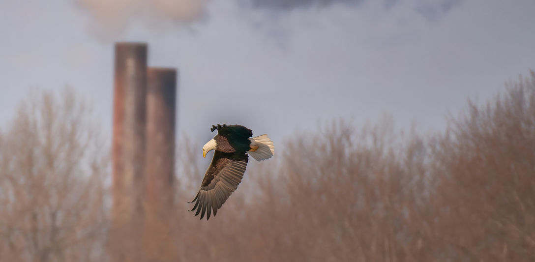 A bird flies past smoking chimneys. Photo by Timothy Abraham on Unsplash.