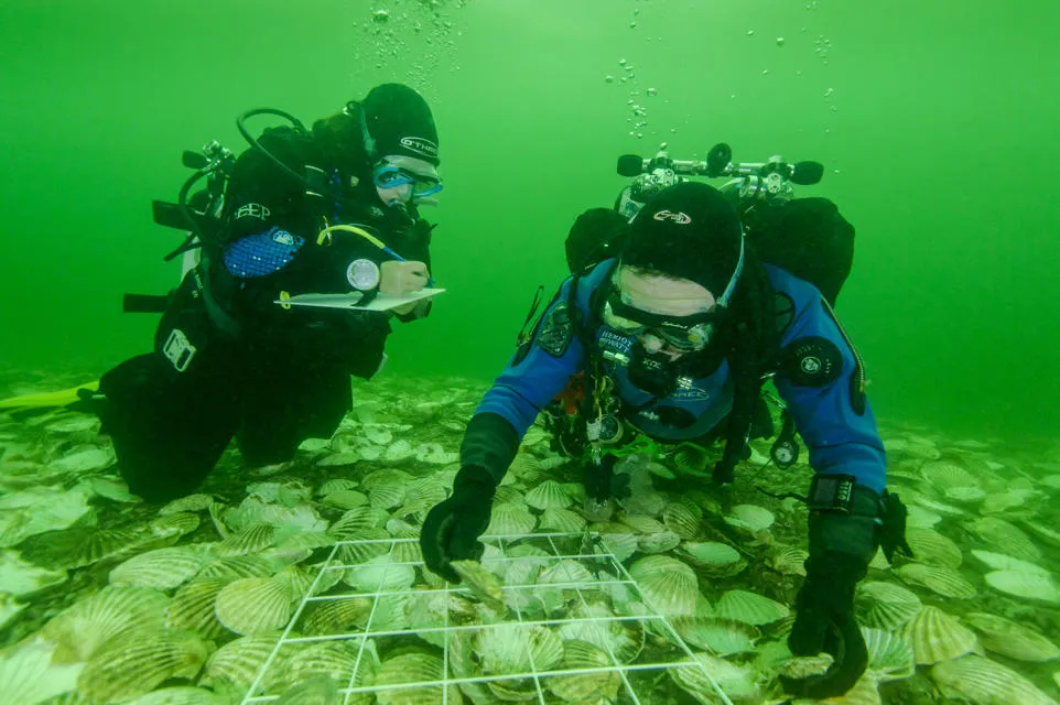Divers monitoring and laying down DEEP oysters. Credit: Richard Shucksmith.