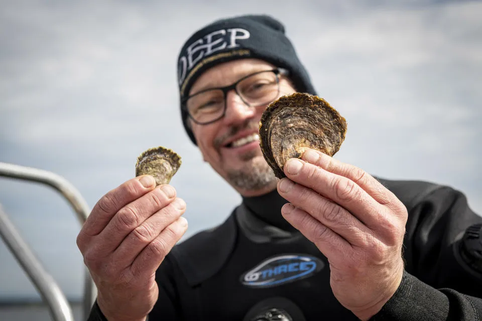 Professor Bill Sanderson, Lead scientist, Heriot-Watt University, showing oyster growth. Credit: JP Photography.