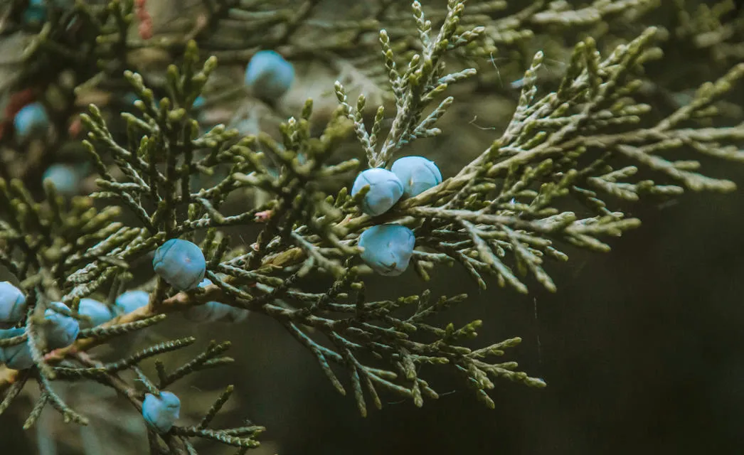 Juniper berries. Photo by Katelynn Hilden on Unsplash. 