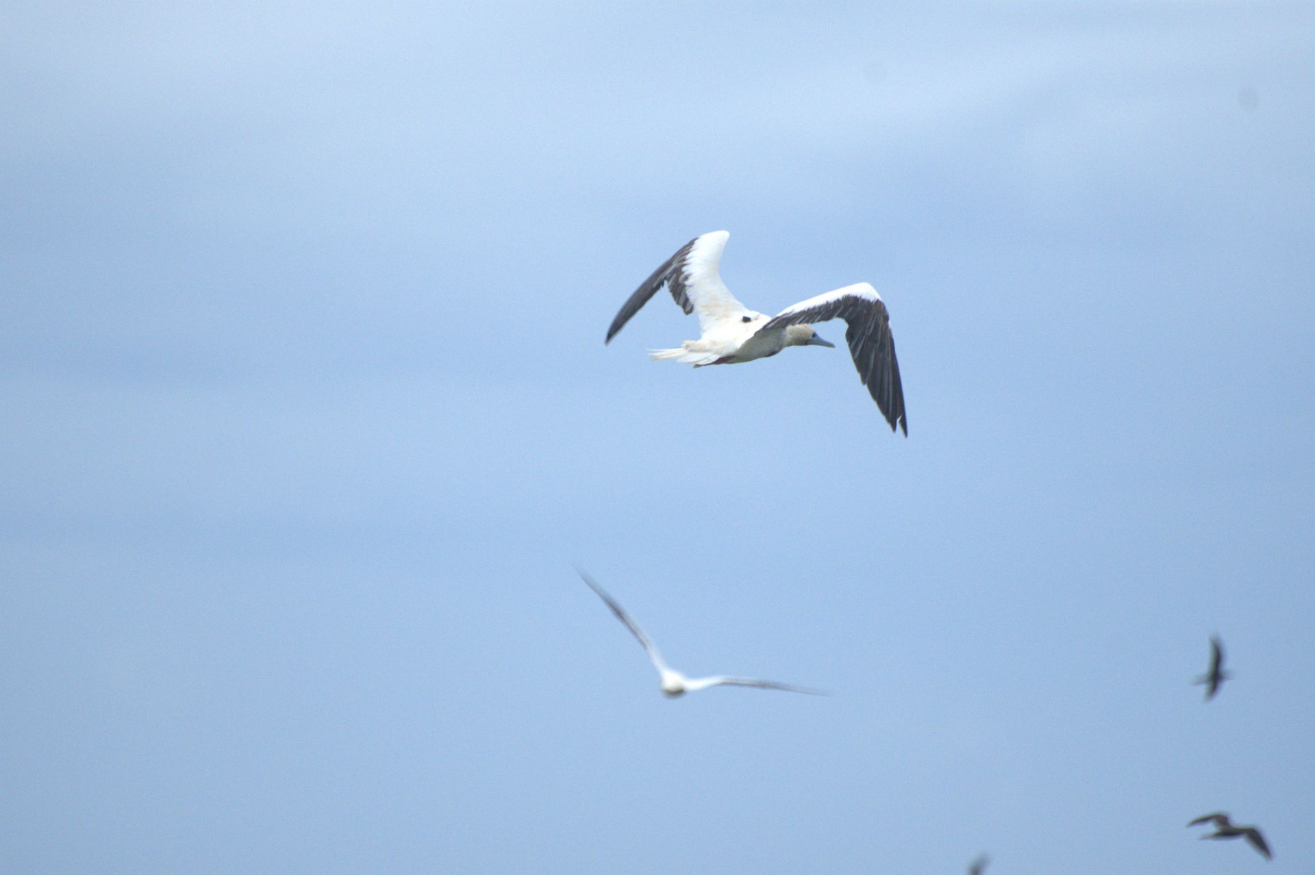 A white seabird flies across a vast blue sky