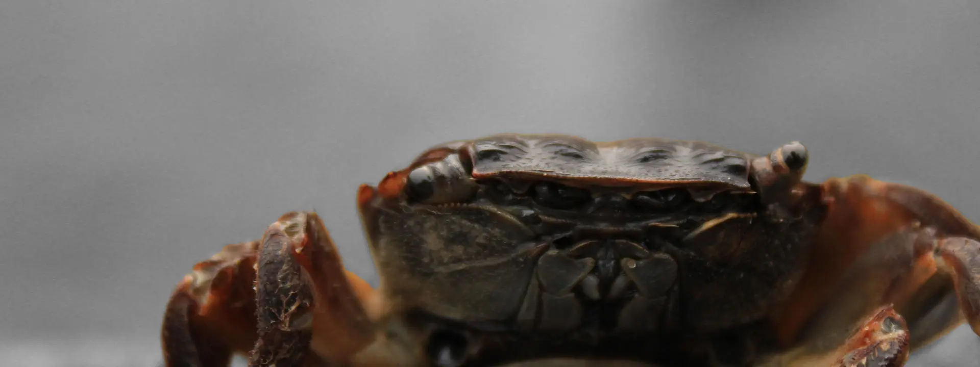 An orange crab standing on stone.