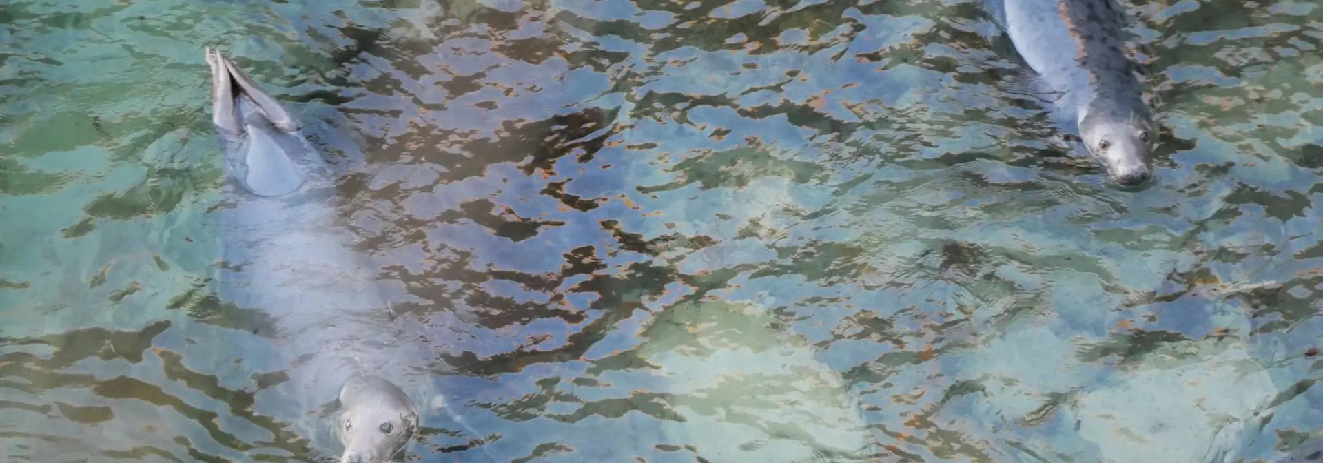 Two wild seals half immersed in the sea