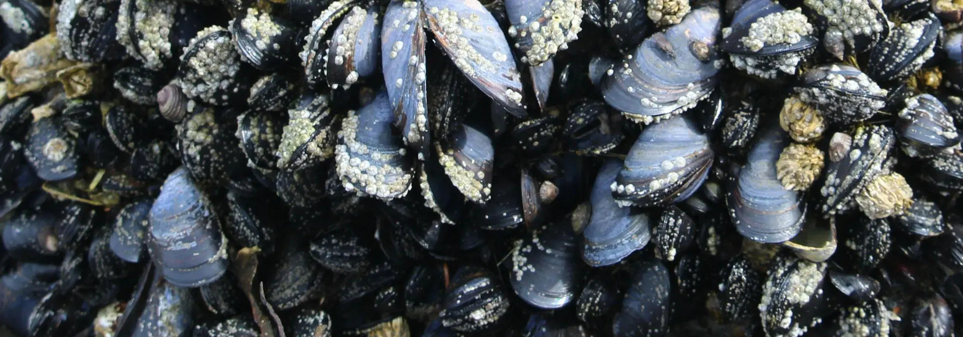 A group of mussels lying on the shore, partially buried in the sand, with the ocean visible in the distance.