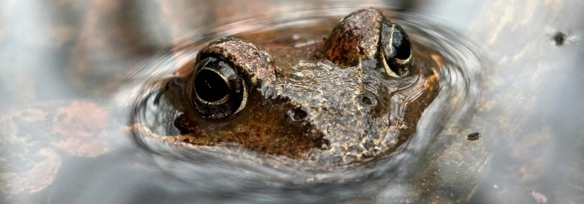 A detailed view of a frog submerged in water.