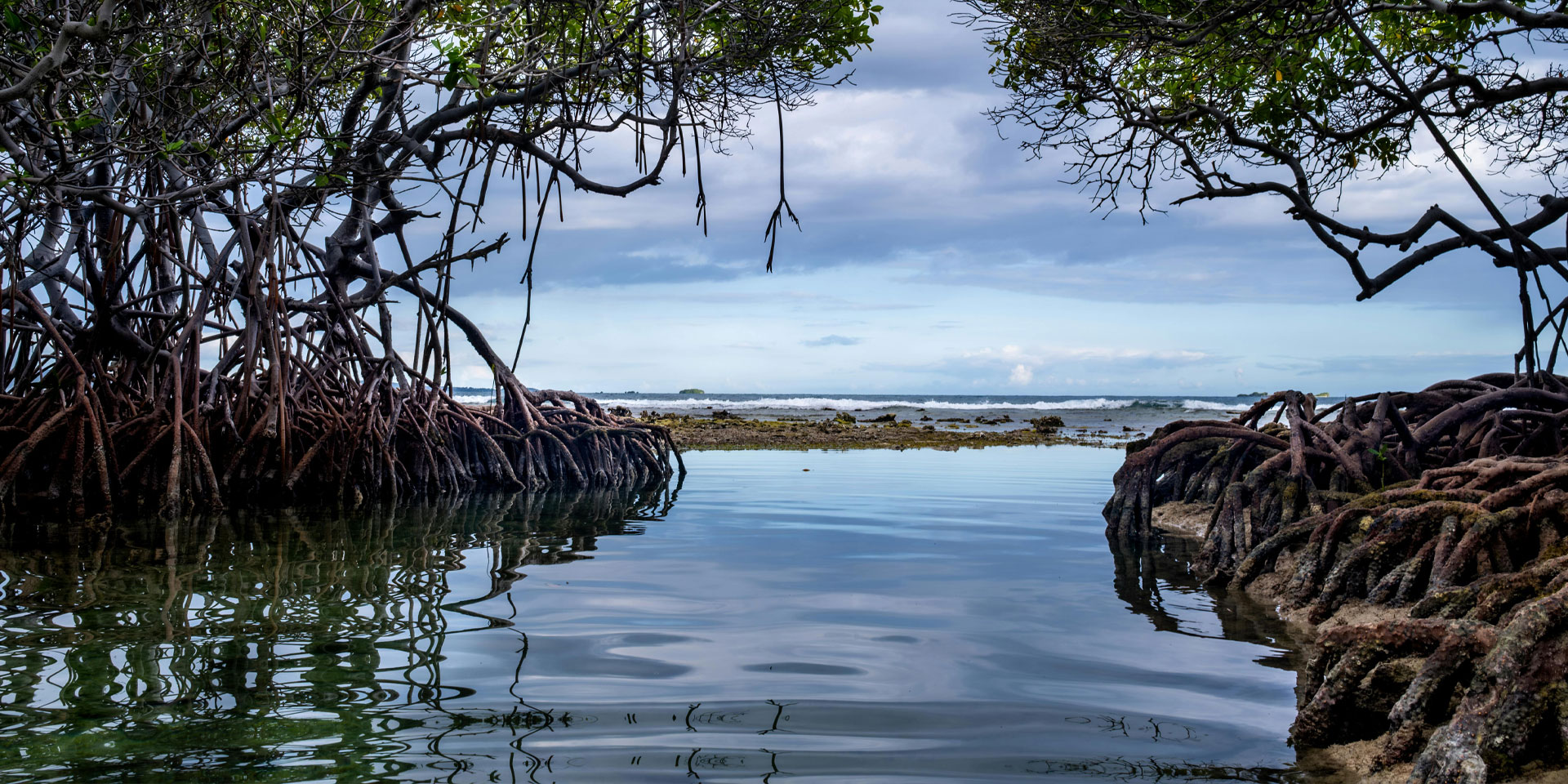Mangrove trees emerge from the water, set against a backdrop of a cloudy sky.