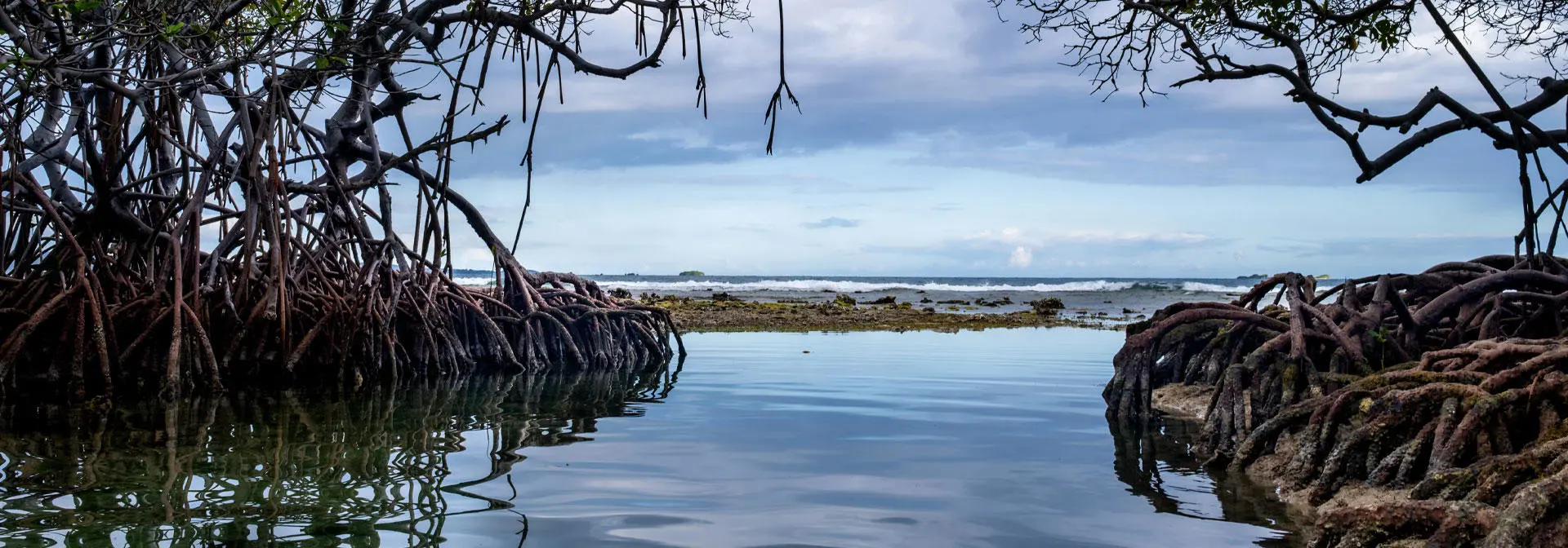 Mangrove trees emerge from the water, set against a backdrop of a cloudy sky.