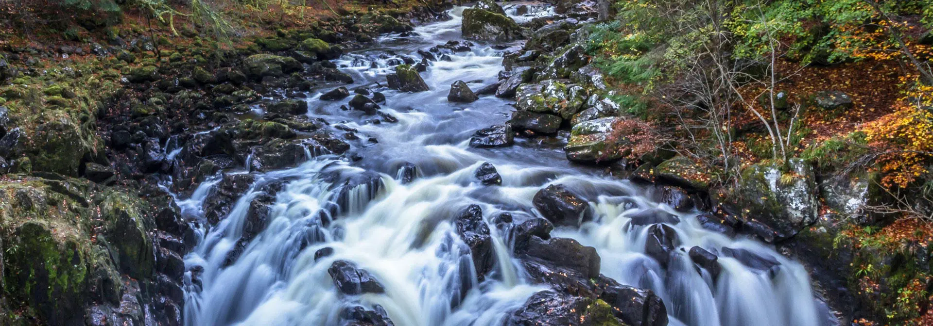 A river tumbles over rocks, framed by dense trees in a peaceful woodland scene.