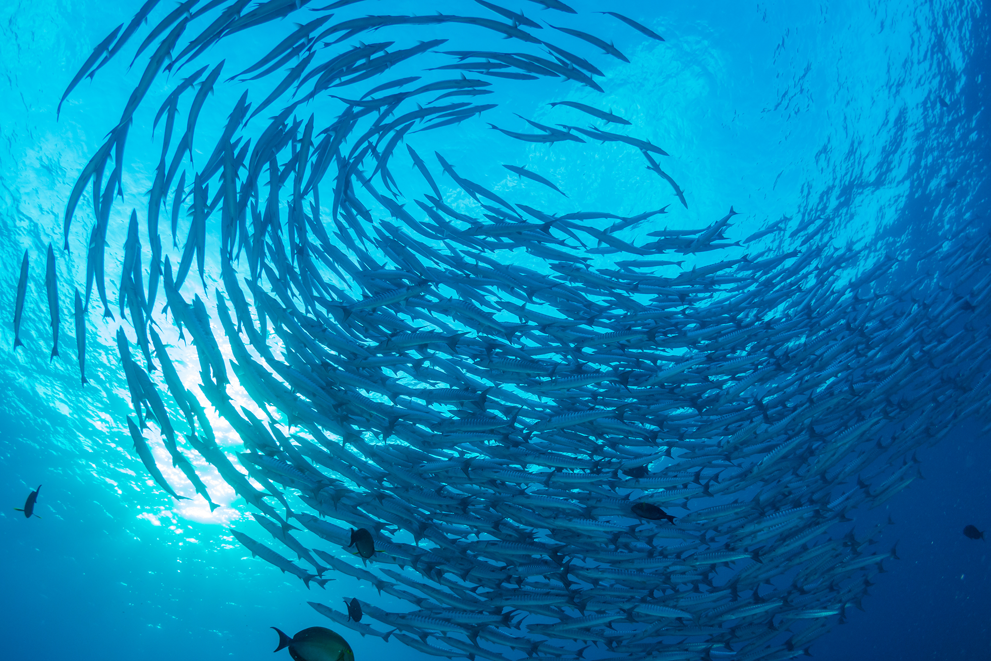 A shoal of fish in the ocean