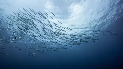 A school of fish swimming through the ocean