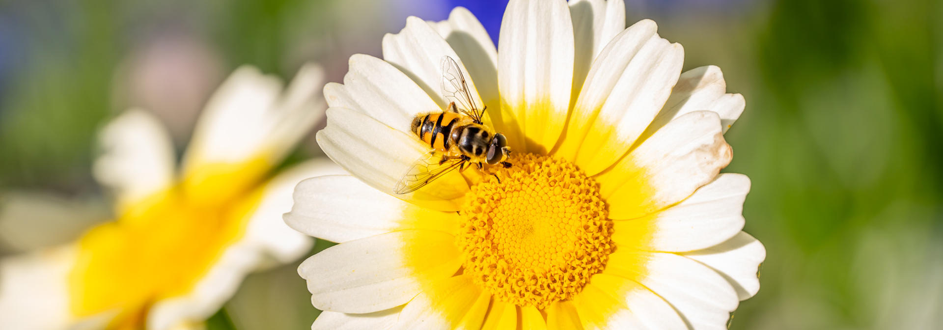 A bee sitting on a yellow flower.