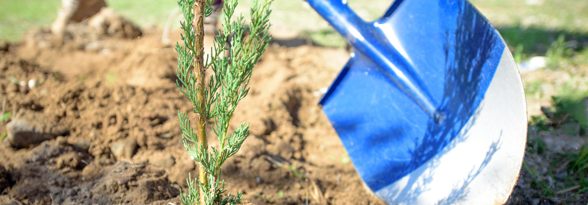 A spade planting an evergreen tree