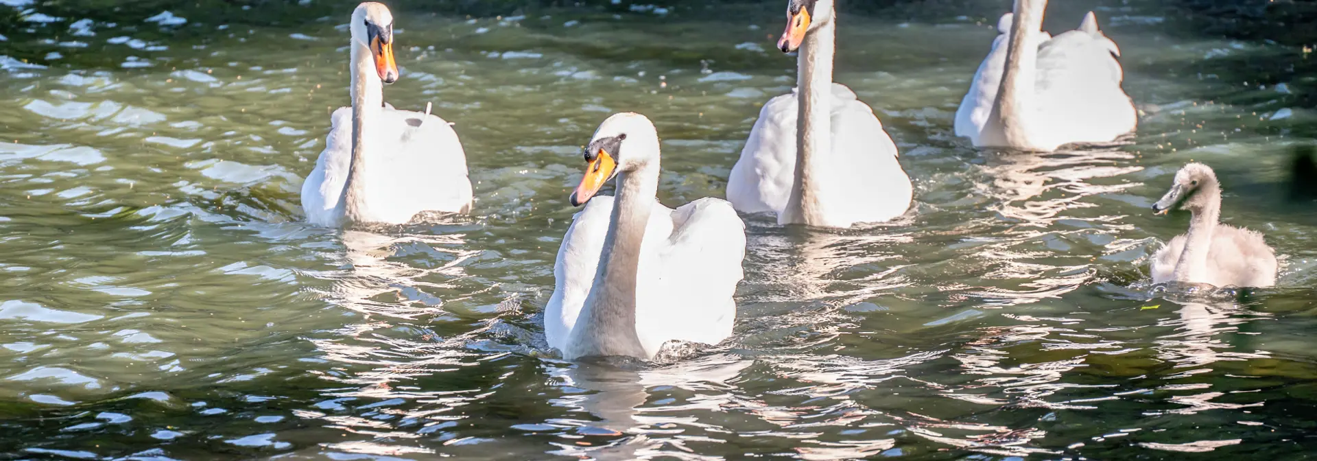 Four swans and a cygnet on water.