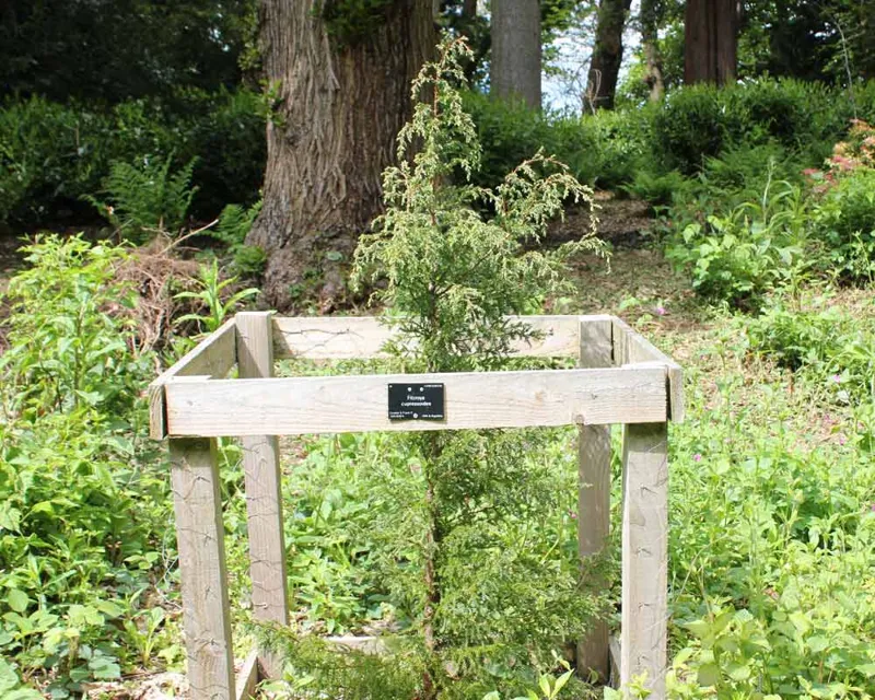 Patagonian Cypress