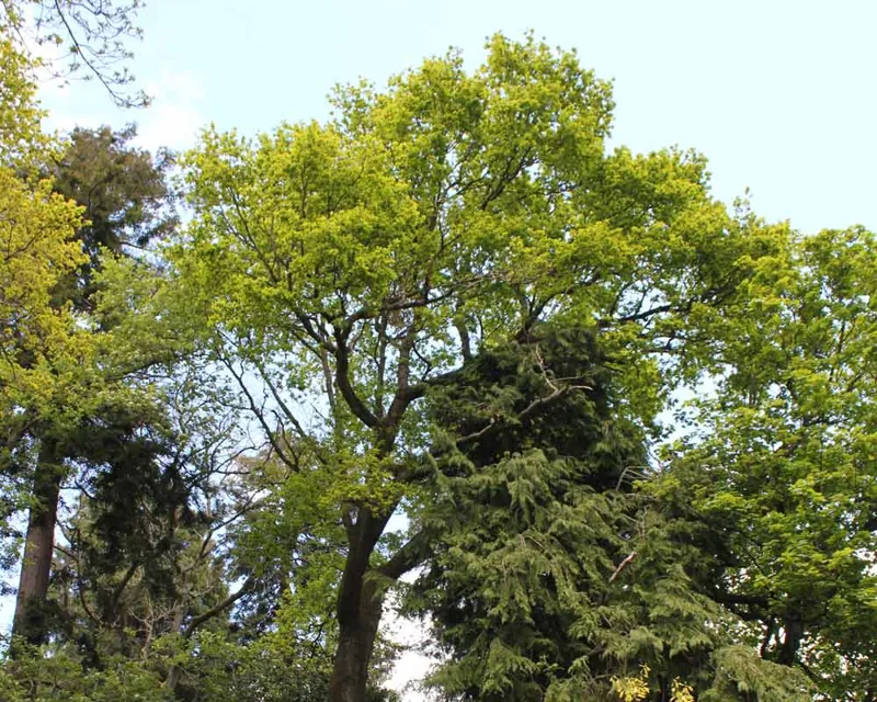 Quercus robur 