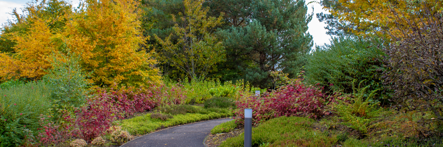 Paved walkway through gardens with autumnal coloured trees.