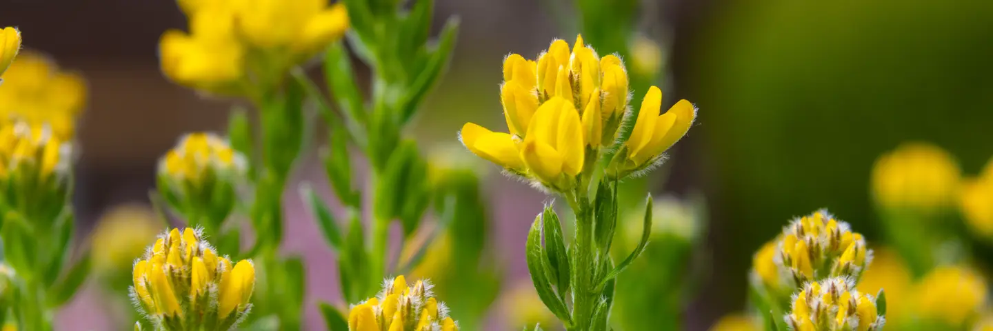 Yellow flowers with green stalks in bloom together outside.