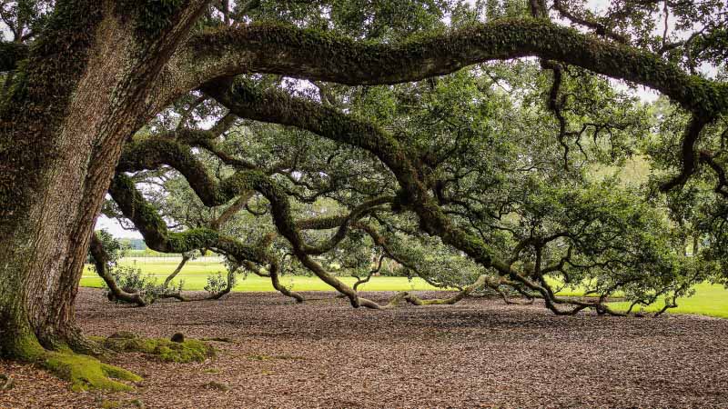 Large tree with low branches in woodland