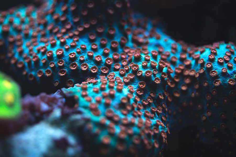 Underwater coral